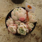 MOTHER'S DAY WEEKEND FLASH SALE! PRESALE Echeveria Elegans, Mini Clusters, (Random)