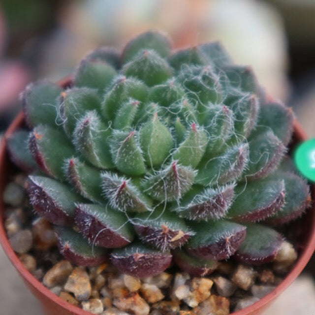 PRESALE Echeveria Scorpion, (Random)