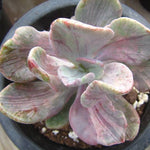 PRESALE Pachyveria Jocelyn's Joy, Variegata, (Random)