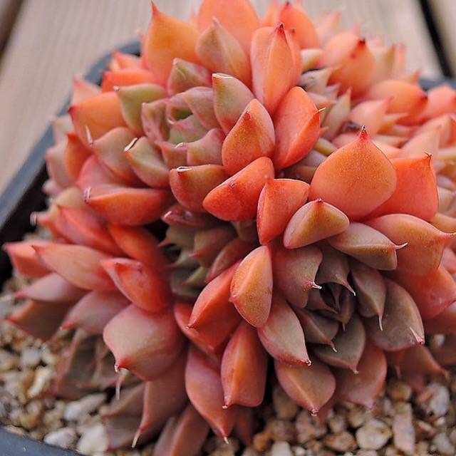 PRESALE Echeveria Sp, Cluster, (Not so Random)