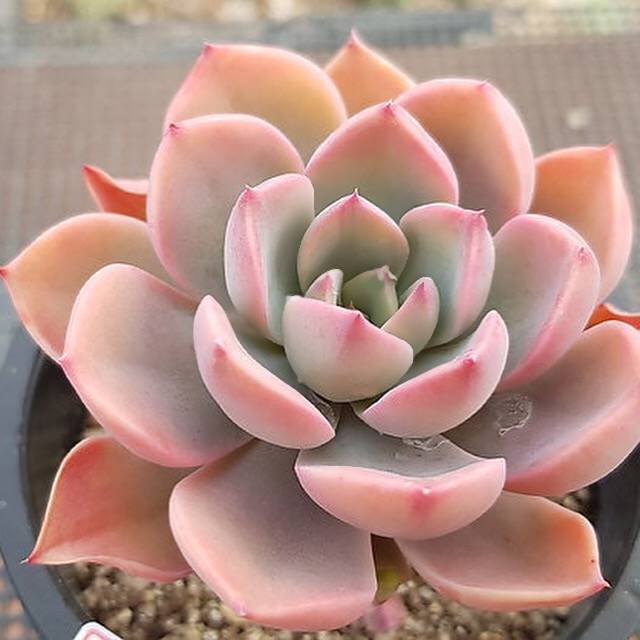 PRESALE Echeveria Sp., (Not so Random)