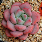 PRESALE Echeveria Lemacho, (Random)