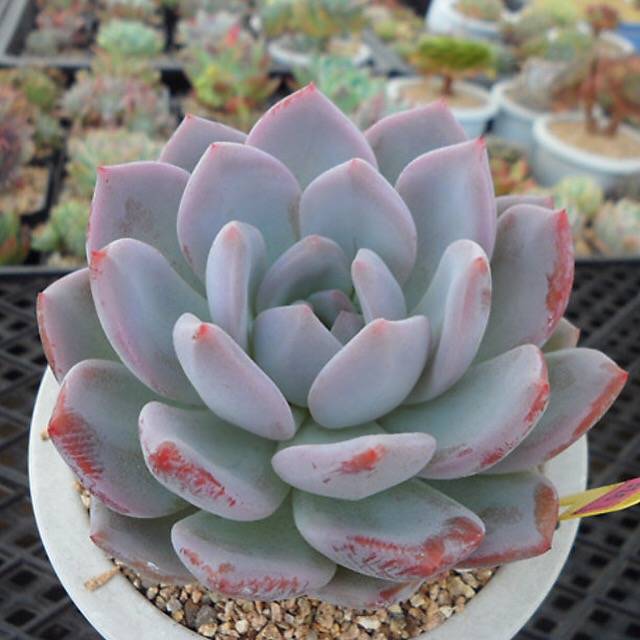 PRESALE Echeveria Hosikage, (Random)