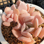 MOTHER'S DAY WEEKEND FLASH SALE! PRESALE Echeveria Exotic, (Random)