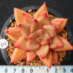 PRESALE Echeveria Psyche, (Not so Random)