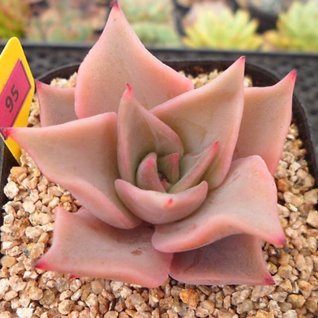 PRESALE Echeveria Madiba, (Random)