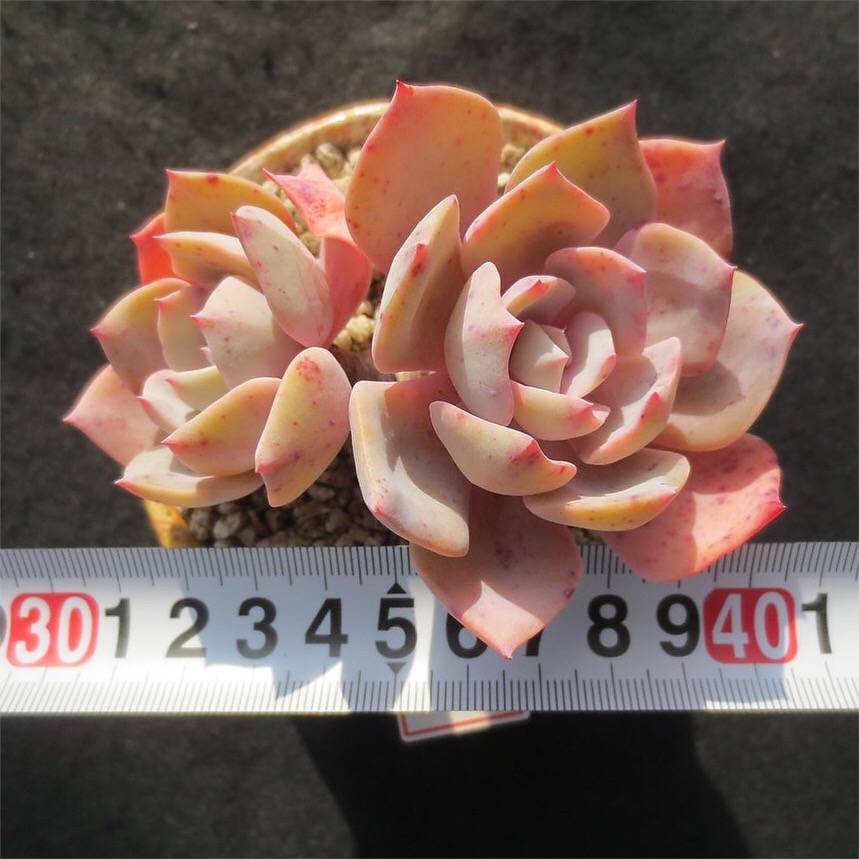 Echeveria Runyonii cv, (Not so Random)