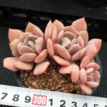 PRESALE  Echeveria Exotic, Triple, (Not so Random)