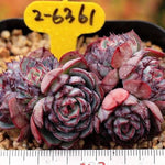 PRESALE Echeveria Encino