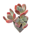 Sale! Echeveria Raleigh