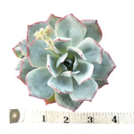 (RESERVED FOR REPLACEMENT) Echeveria Lonzani