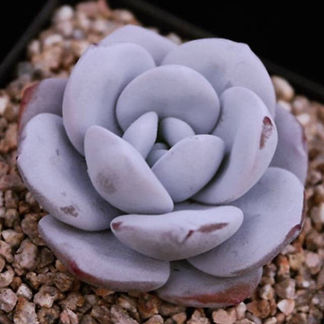 PRESALE Echeveria Lauii, (Random)