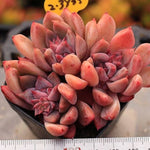 PRESALE Echeveria Bonifica, (New!)