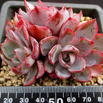 PRESALE Echeveria Hera, (Random)