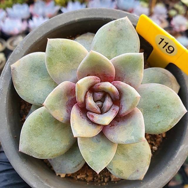 succulent plant in german Echeveria Champagne, Germany – Cedar Creek Farmhouse
