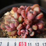 Graptoveria Purple Dream, (Random)