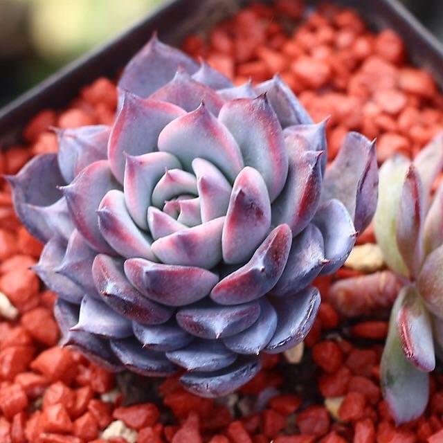 PRESALE Echeveria Laulensis Hybrid