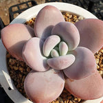 PRESALE Echeveria Raon, (Random)