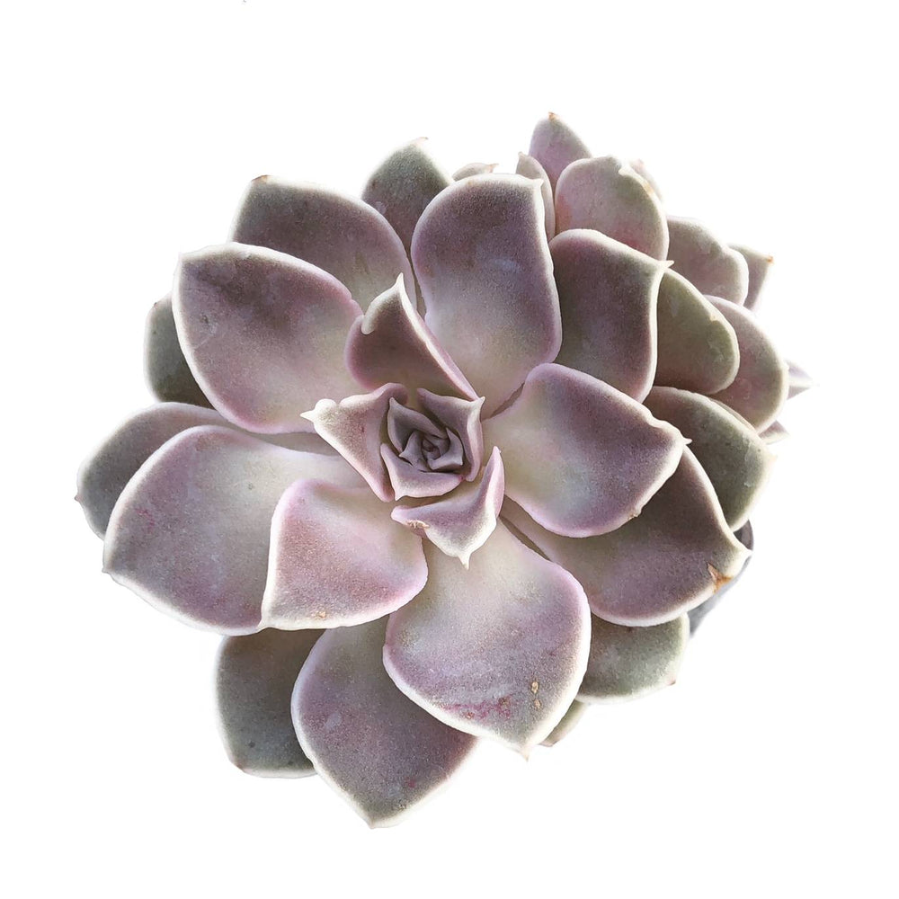 Echeveria Diffractens