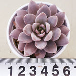 PRESALE Echeveria Lulu, (Random)