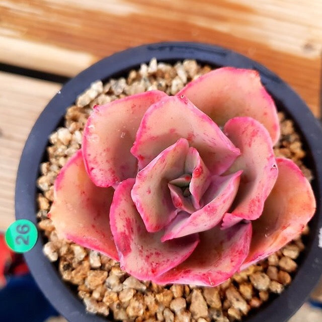 PRESALE Echeveria Red Finkle, (Random)