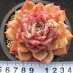 PRESALE Echeveria Eiria, (Random)