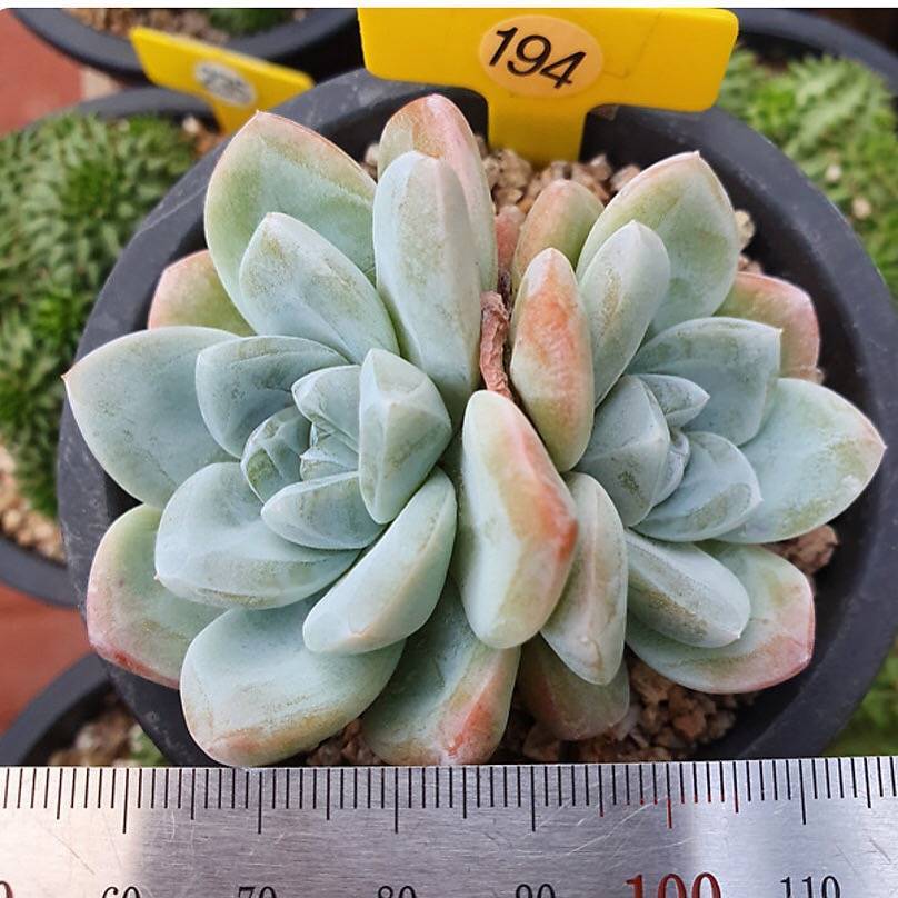 Echeveria Ice Green, Double, (Not so Random)