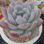 PRESALE Echeveria Hosikage, (Random)