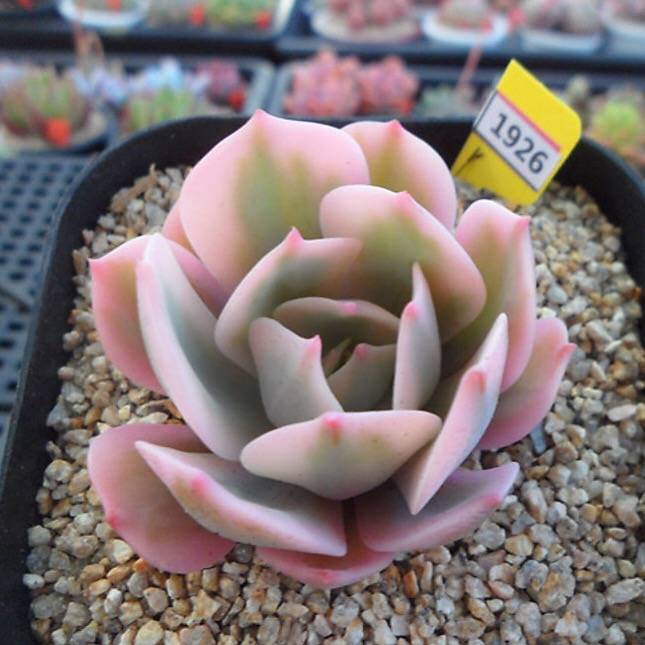 PRESALE Echeveria Secunda, Variegata, (Random)