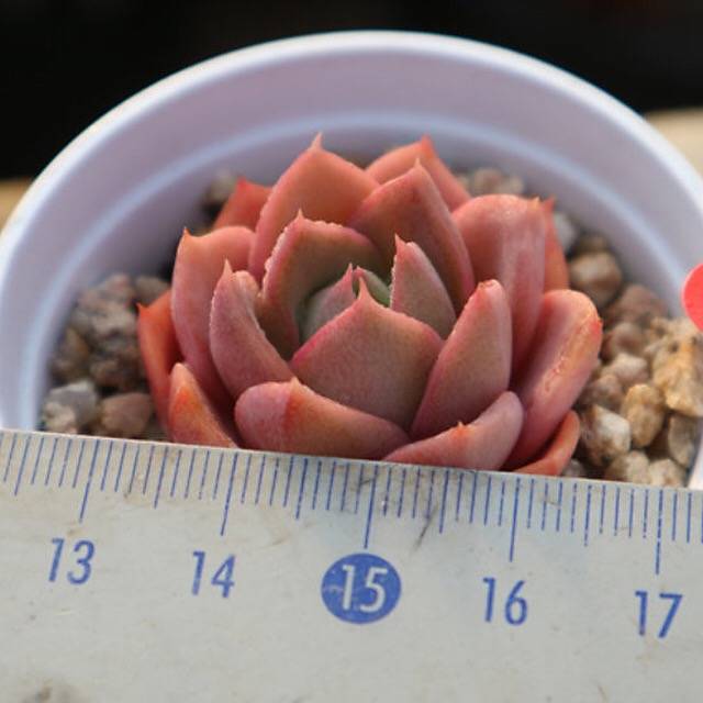 PRESALE Echeveria Tina, (Not so Random)