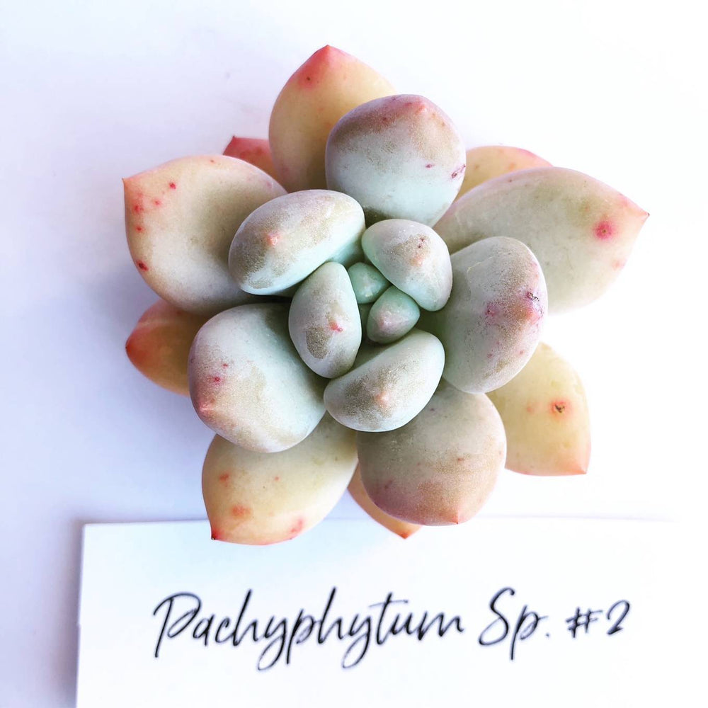 Pachyphytum Sp. #2