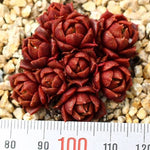 PRESALE Echeveria Longissima Sp.