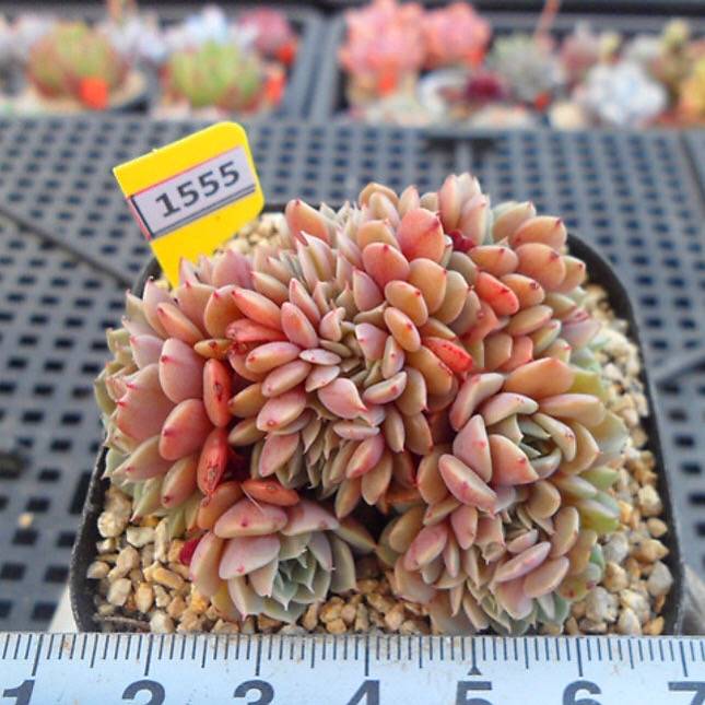 PRESALE Echeveria Tuxpan Cristata, (Not so Random)