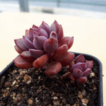 PRESALE Graptoveria Purple Dream, (Random)