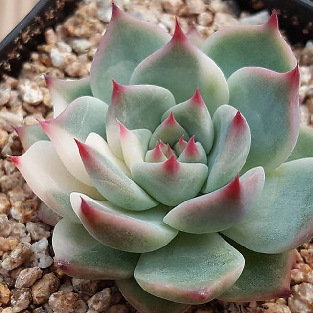 PRESALE Echeveria Chihuahuaensis, Variegata, (Random)