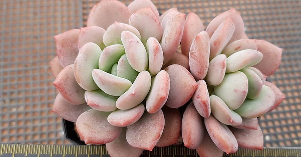 PRESALE Echeveria Ice Cream Cluster, (Random)