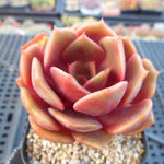 PRESALE Echeveria Jesta, (Not so Random)