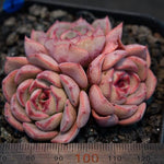 Hwaga Original Hybrid- PRESALE Echeveria Terrega