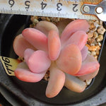 PRESALE Echeveria Cinderella, (Random)