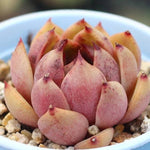 SPECIAL!! JUST CART! PRESALE Echeveria Black Queen