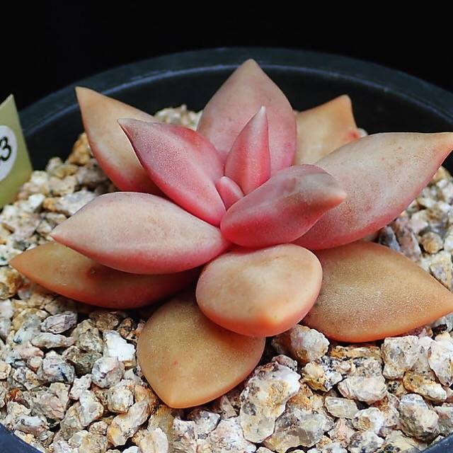 PRESALE Echeveria Xichuaensis, (Random)