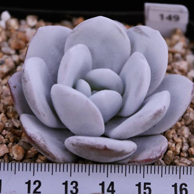 PRESALE Echeveria Lauii, (Random)