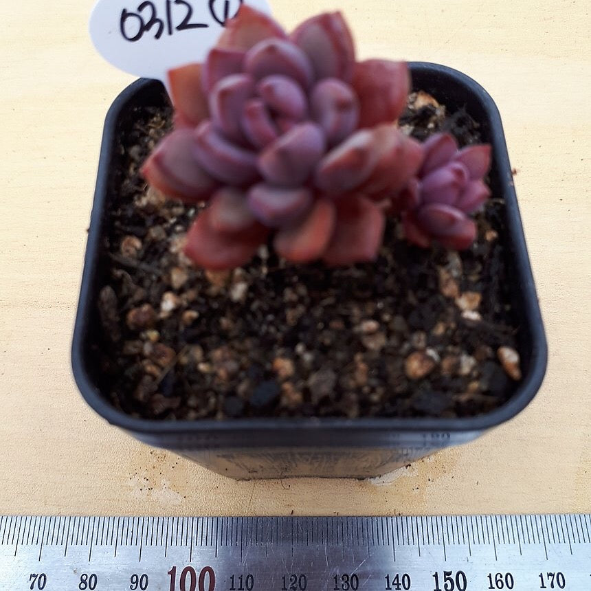 PRESALE Graptoveria Purple Dream, (Random)