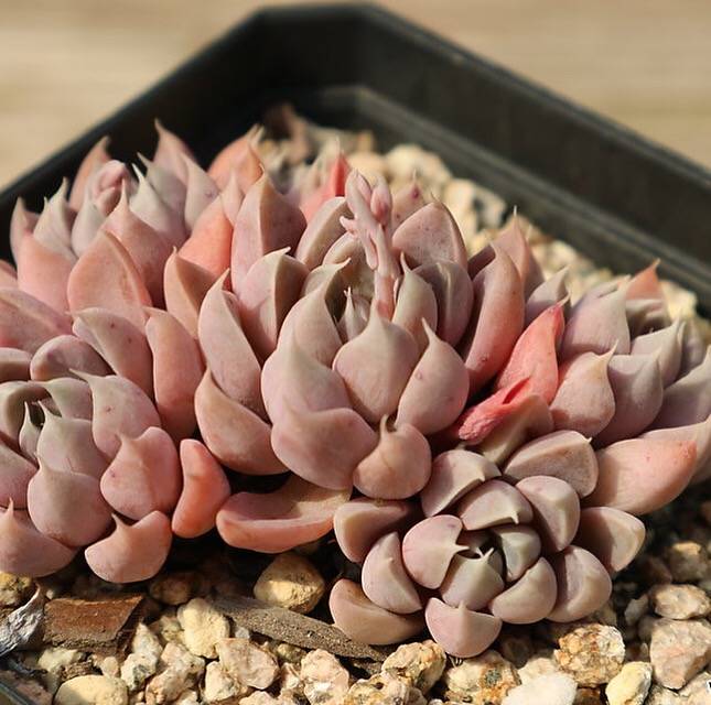 PRESALE Echeveria Wind of Change, (Random)