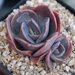 PRESALE Echeveria Blue Metal, (Random)