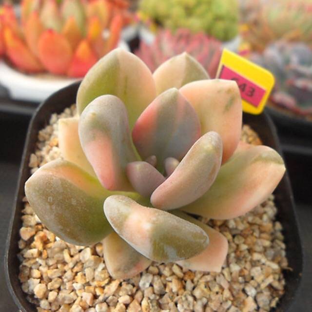 PRESALE Pachyphytum Pachyphytoides, (Not so Random)