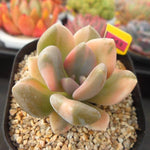 PRESALE Pachyphytum Pachyphytoides, (Not so Random)