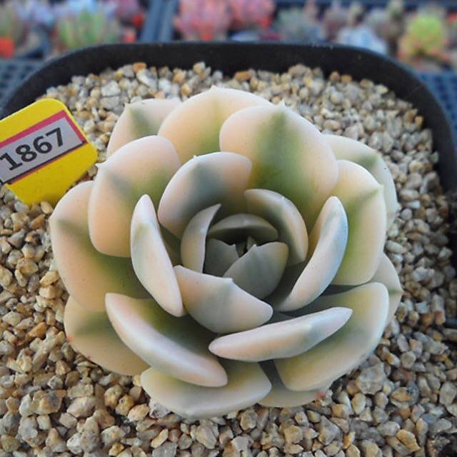 PRESALE Echeveria Akaihosi