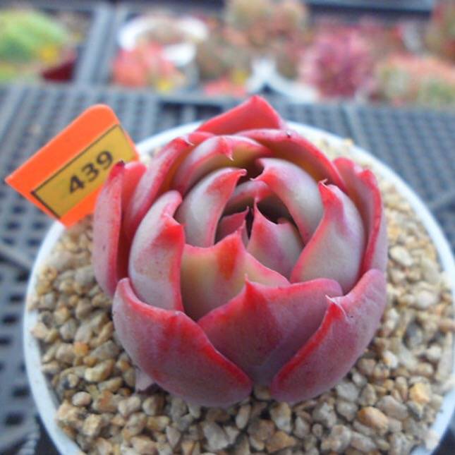 PRESALE Echeveria Lauii Hybrid, (Random)