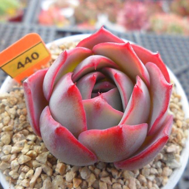 PRESALE Echeveria Lauii Hybrid, (Random)